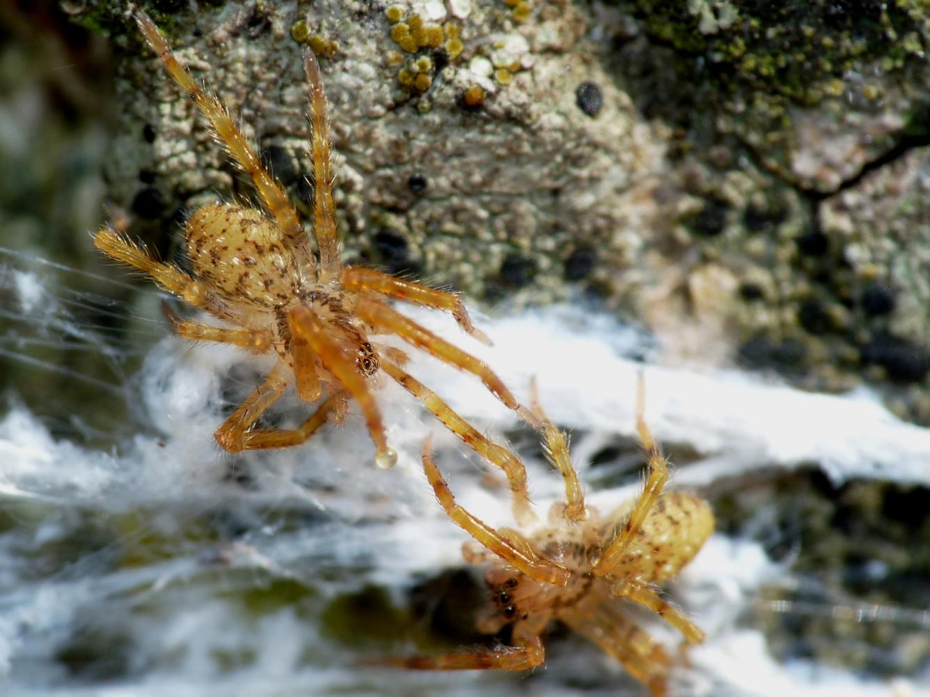 Zoropsis in atteggiamento difensivo